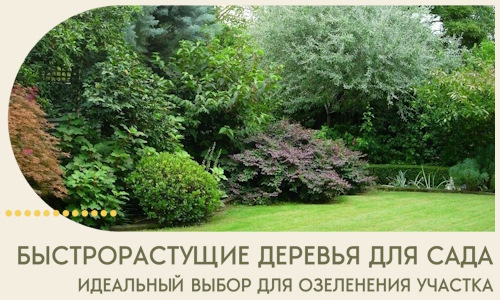 Быстрорастущие деревья для сада идеальный выбор в Рыбинске