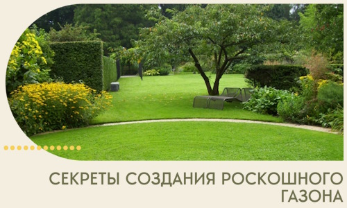 Секреты создания роскошного газона в Рыбинске